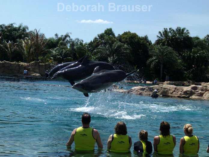 Jumping dolphins at Discovery Cove in Orlando, Florida