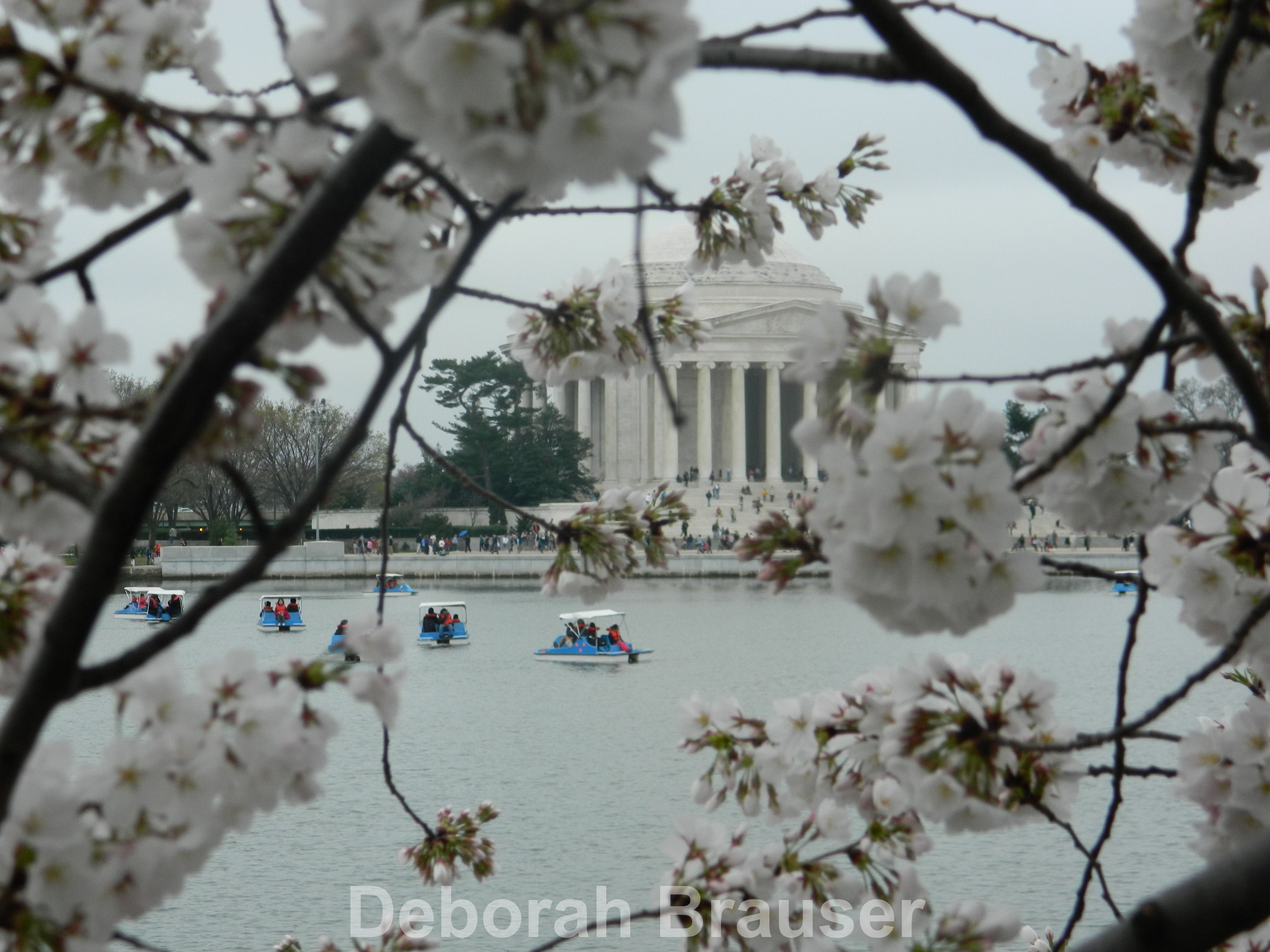 Cherry Blossoms in Washington D.C.